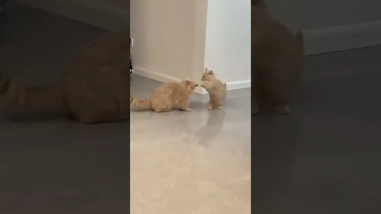 funniest cat 😂😂😍🥰
