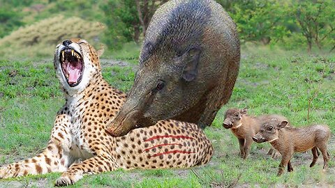 Warthog is More Powerful Than Cheetahs , And Here is The Proof