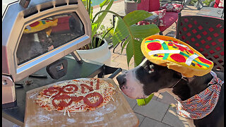 Great Dane samples pepperoni pizza