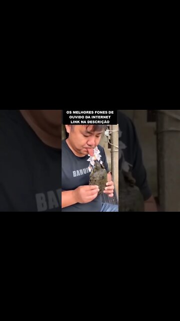 O poder da mordida de uma tartaruga