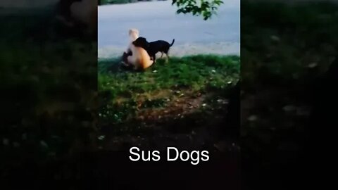 Sus Dogs in Mexico