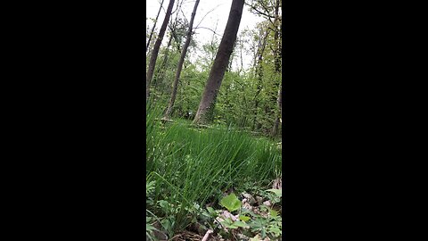 Strength in nature - Quite Manhood