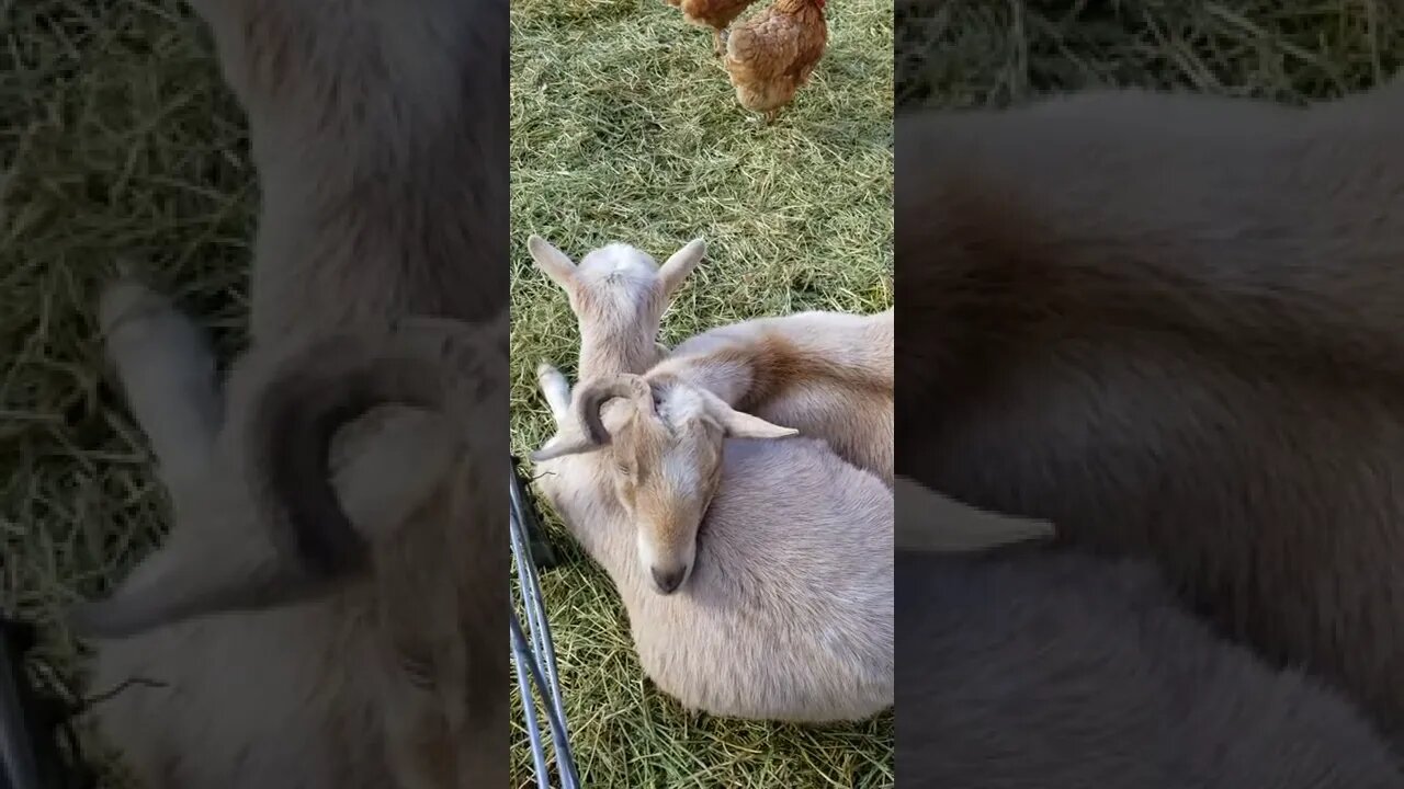 Mama & Daughter #homesteading #farm #goats #cute