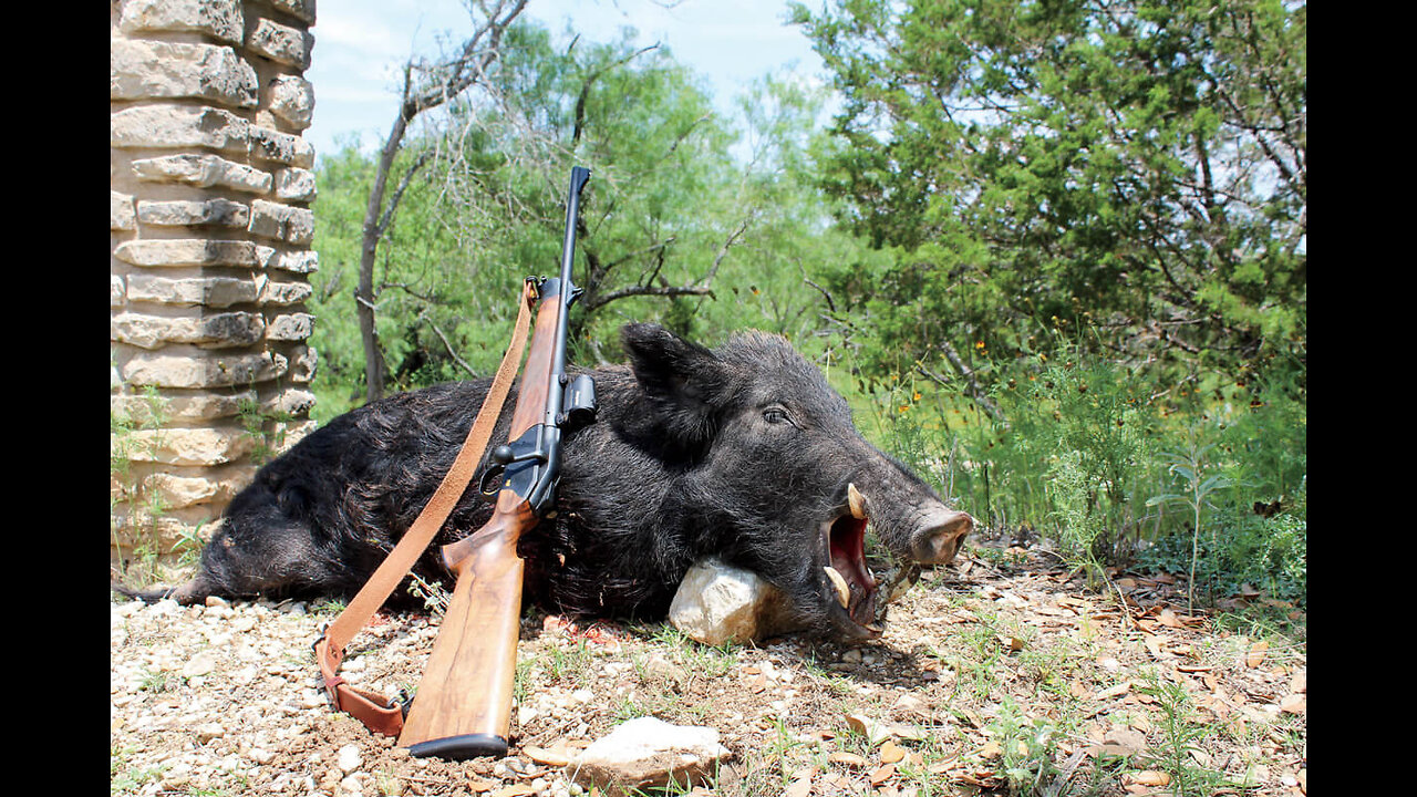 Top Wild Boar Hunts