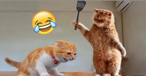 Funny Cat Videos 😂😂