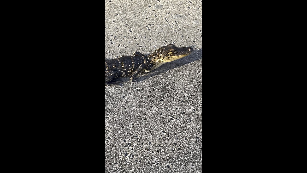 Baby gator