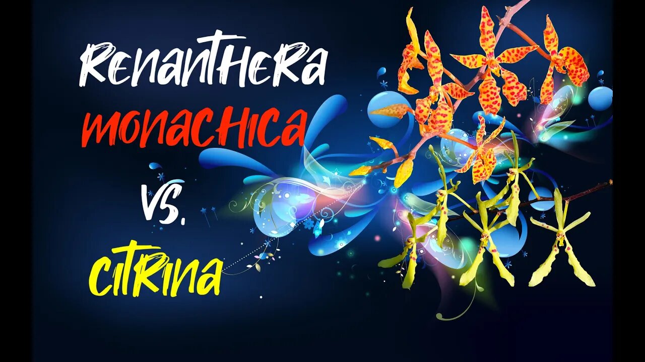 COMPARING Renanthera monachica & Renanthera citrina | WHICH Renanthera suits you BEST?