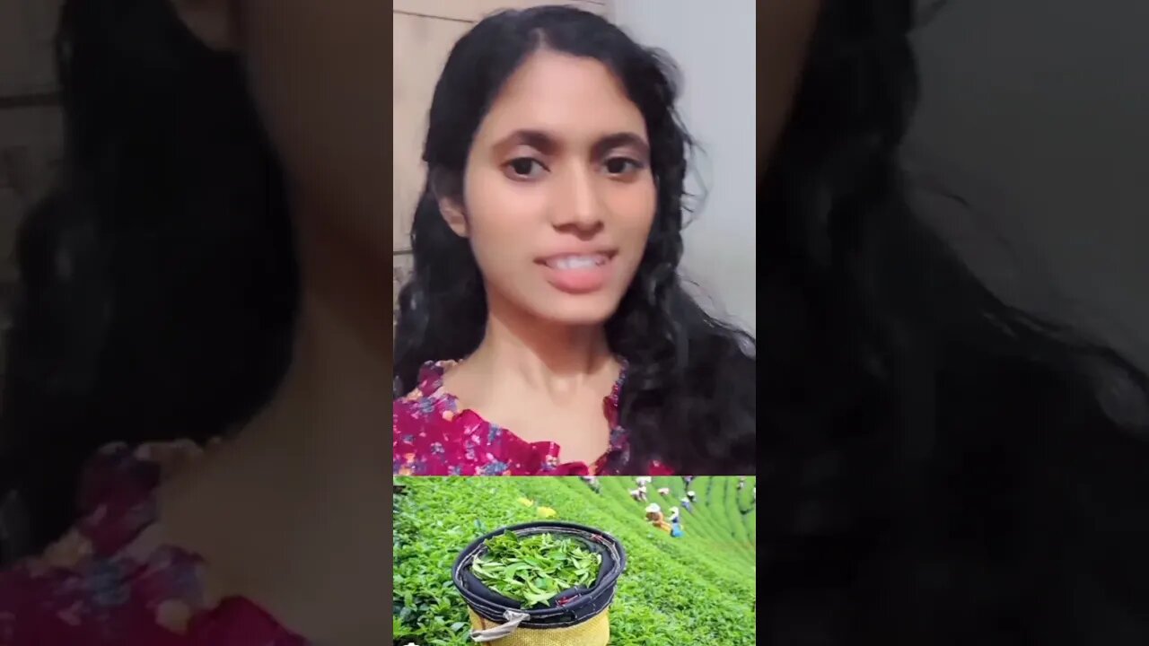 चाय का पेड़ को संस्कृत में क्या कहते हैं 🤔
