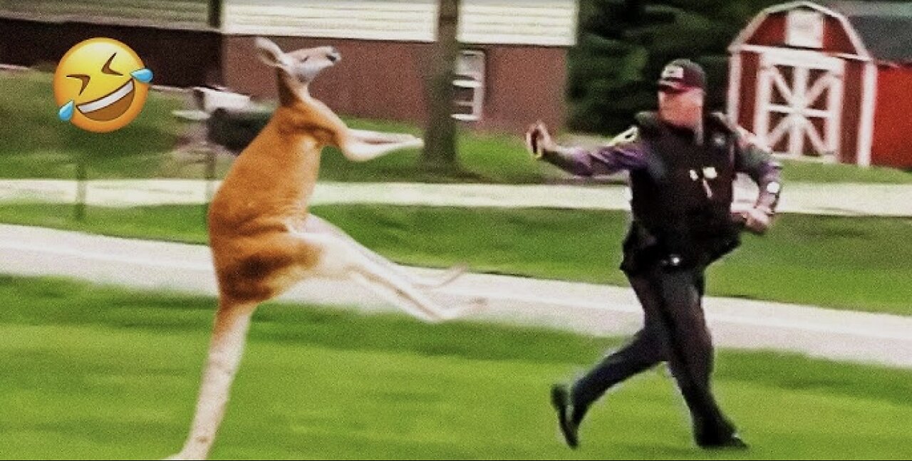 Best Animals Funniest videos 2023😹😹