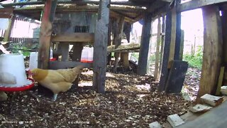 Betty Sue enters Silkie sector again