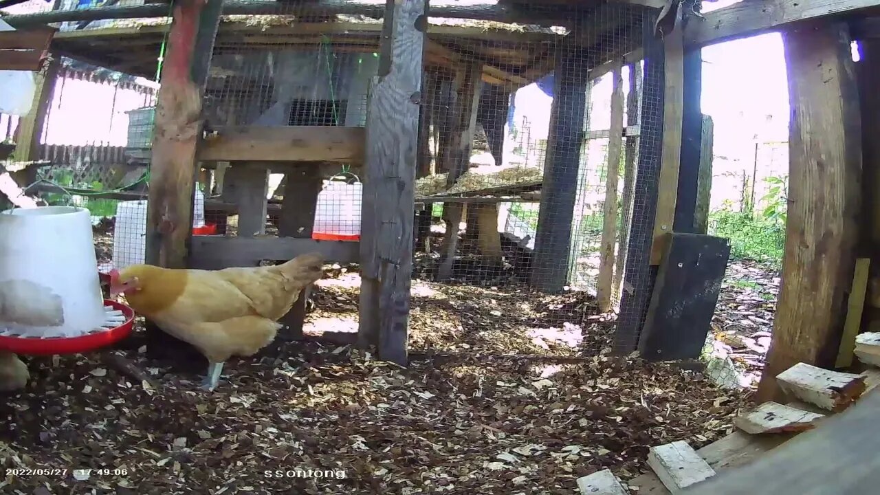 Betty Sue enters Silkie sector again