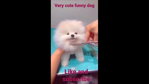 very funny cute dog hair cutting#viral #srshort#love.