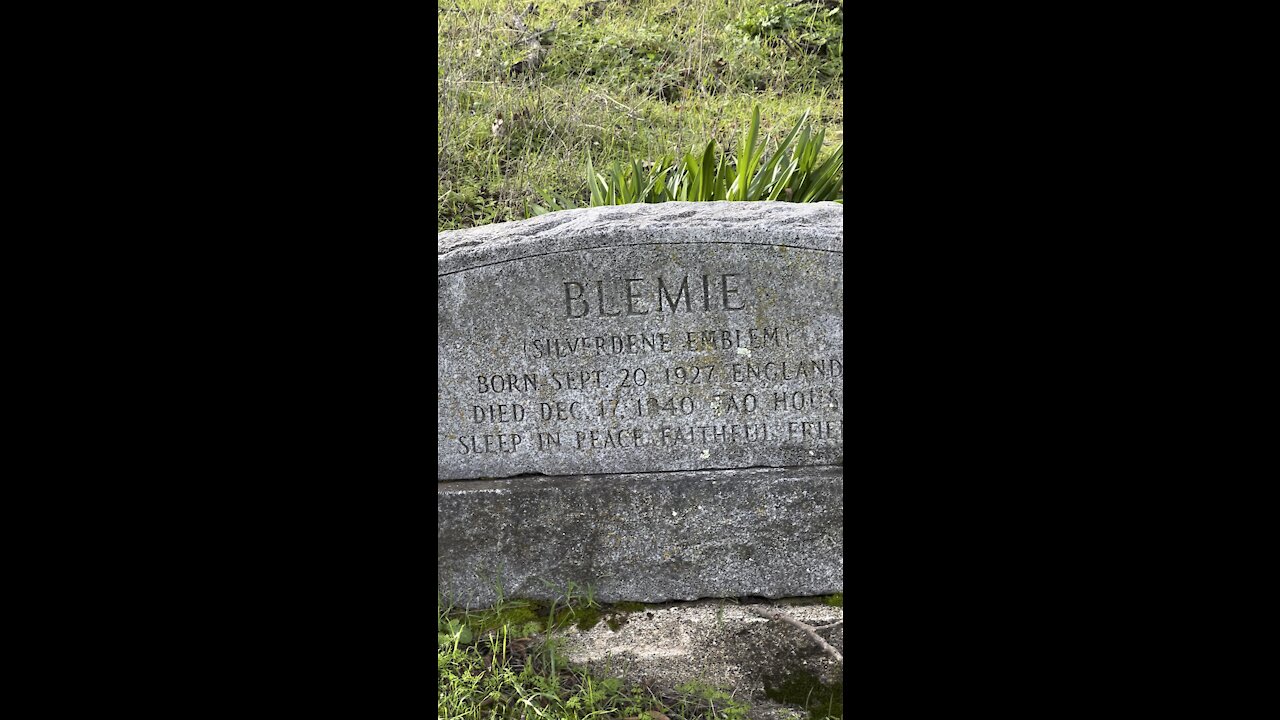 Blemie (Dalmatian) Grave