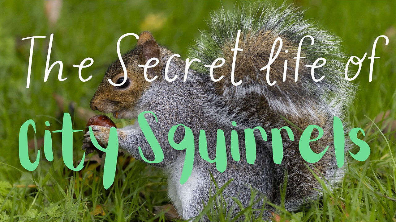 City Squirrels Unveiled: Urban Adventure