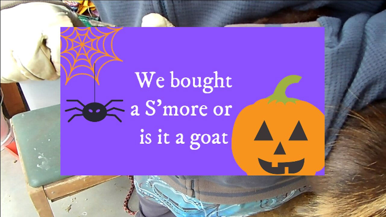 We bought a S'more! ... or is it a goat?