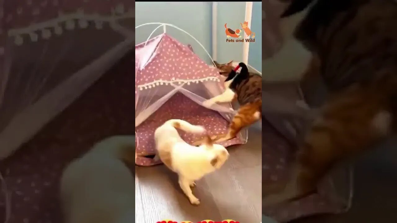 adorable cats fighting with a cute dogs #dogs #cutecats #Petsandwild