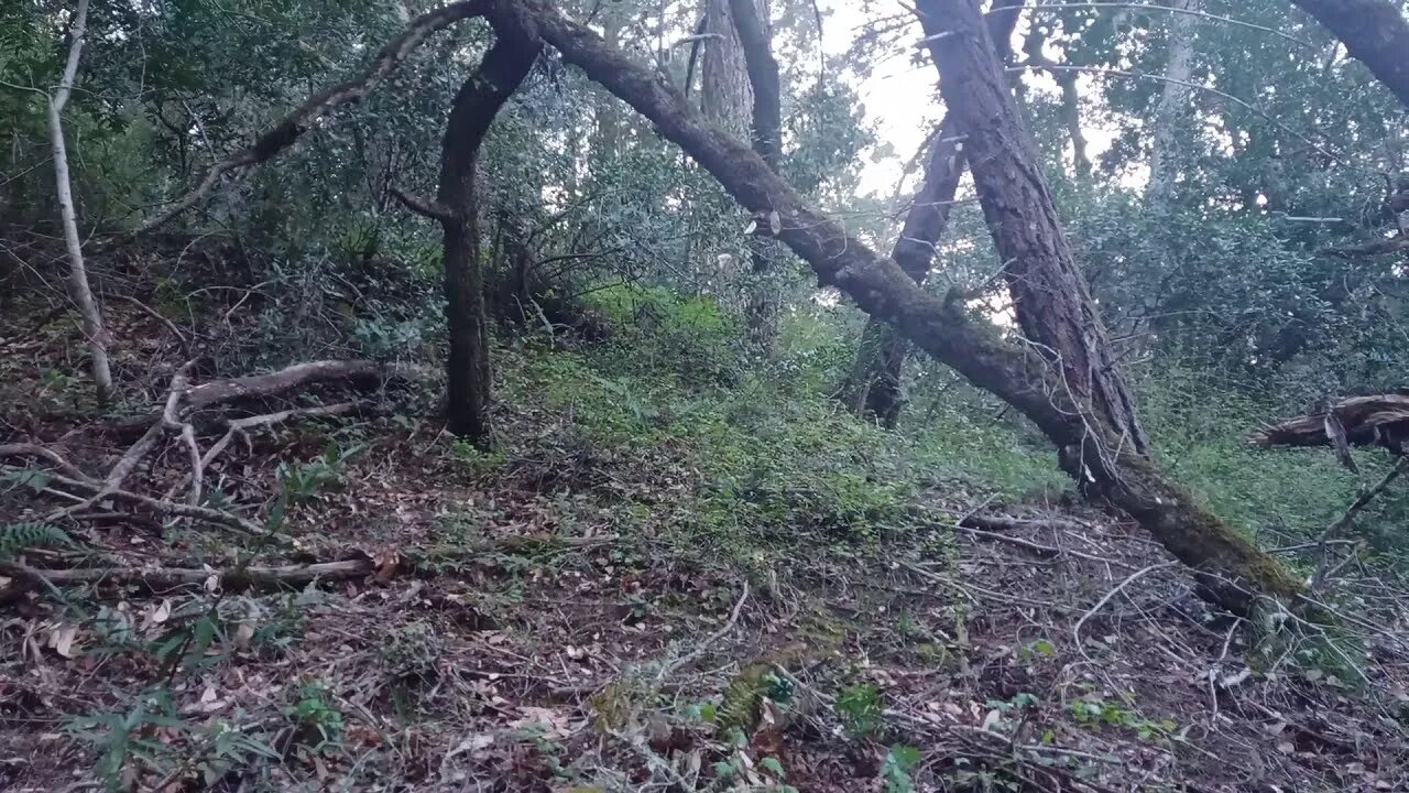 Checking out the Hill Shade "Route" off the Grizzly Flat Trail into the Canyon