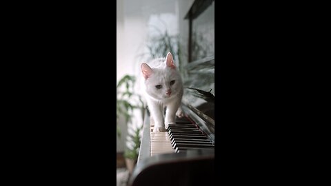 a cute cat walking over the piano.