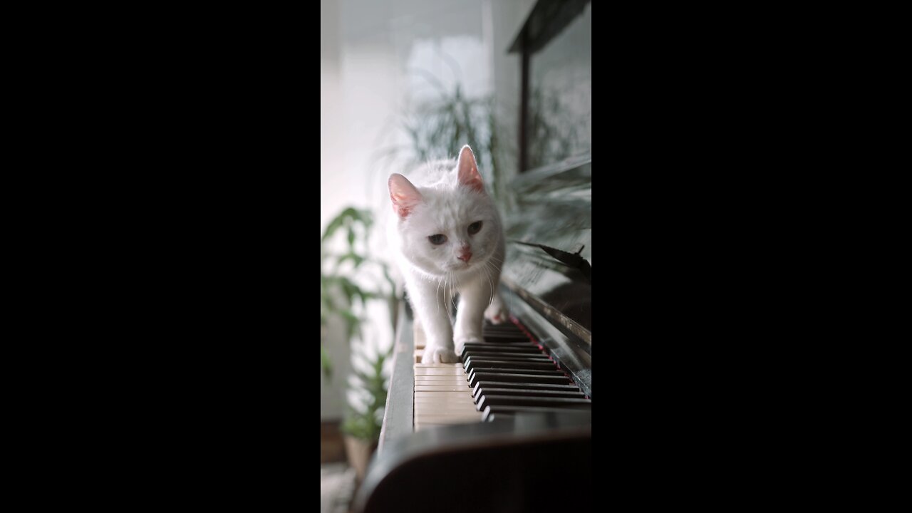 a cute cat walking over the piano.