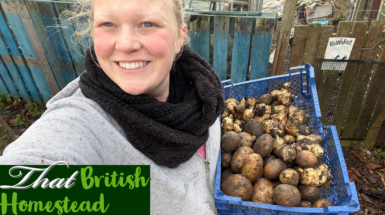 I Lost ALMOST ALL My CROP - Am I Too Late? Allotment HARVEST