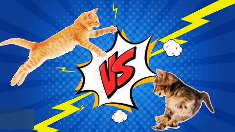 EPIC CAT FIGHTS | REAL | BEST OF 2021