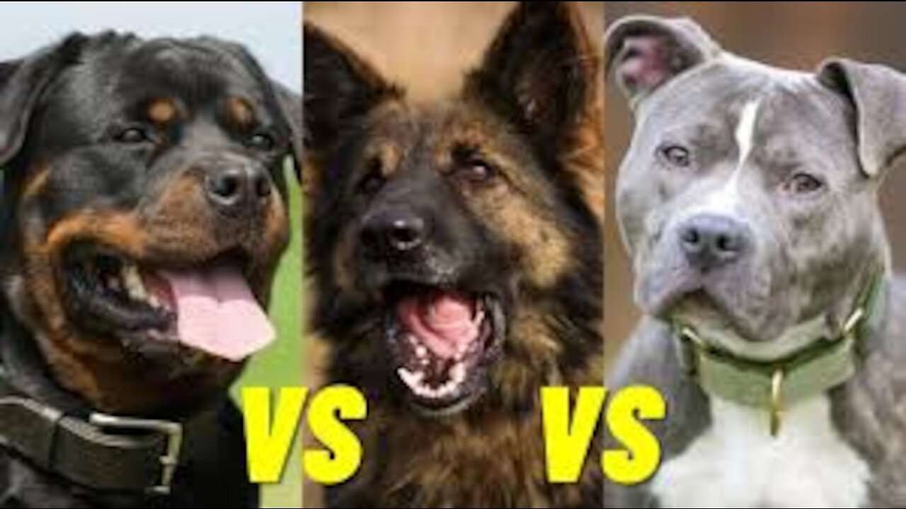 German.shepherd.attacks.pitbull in the park. Watch this video!