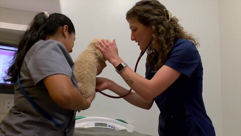 Furry Friend Friday- Leptospirosis Vaccine