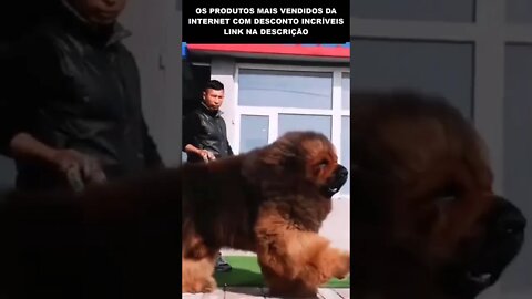 MUITO GRANDE ESSE CACHORRO