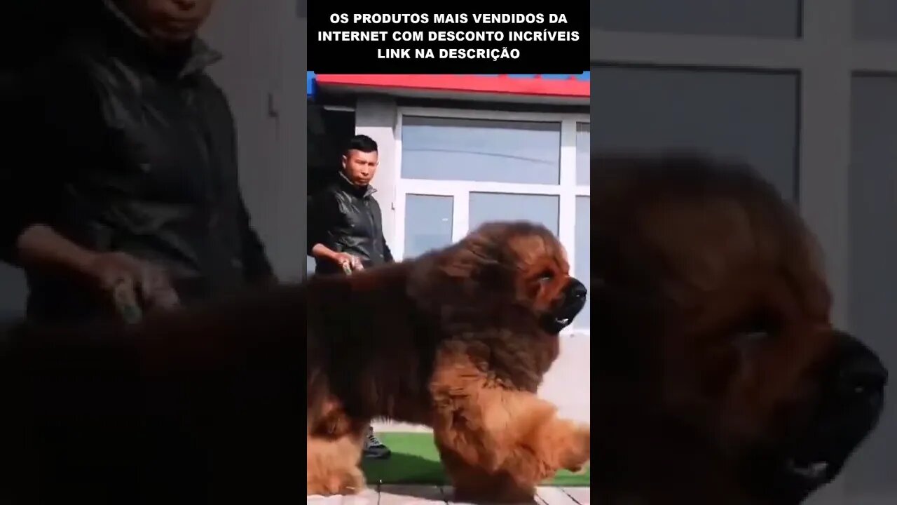 MUITO GRANDE ESSE CACHORRO