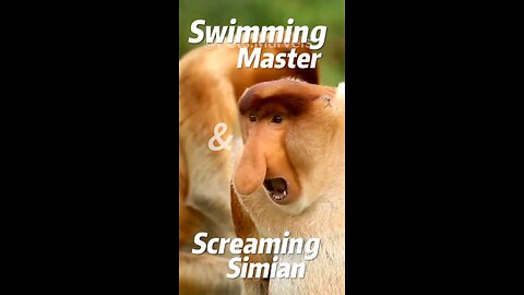 This Monkey's Nose is Bigger Than Your Future! Unmasking Proboscis Monkey
