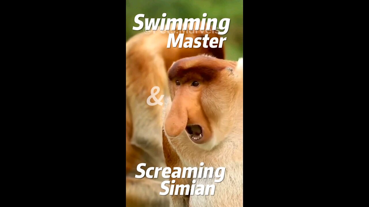 This Monkey's Nose is Bigger Than Your Future! Unmasking Proboscis Monkey