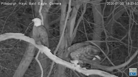 Pittsburgh Hays Eagles nest has Racoon pass by 2020 01 23 62250pm