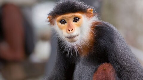 MONKEY - VERY BEAUTIFUL