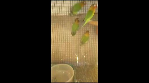 Fischer lovebird