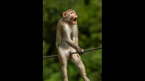 Howl-arious Animal Antics: The Ultimate Laugh-Out-Loud Compilation!