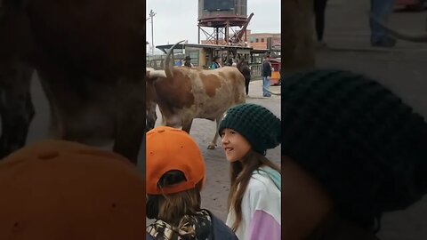 Fort Worth Cattle Drive in Texas🇨🇱