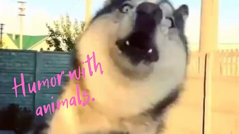 Humor with animals.