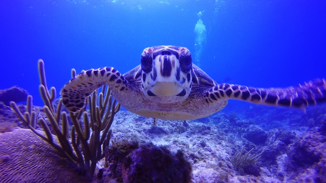 Check Out The Magical And Mysterious World Beneath The Waves In The Cayman Islands