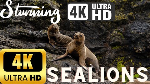 Sealions in Stunning 4K