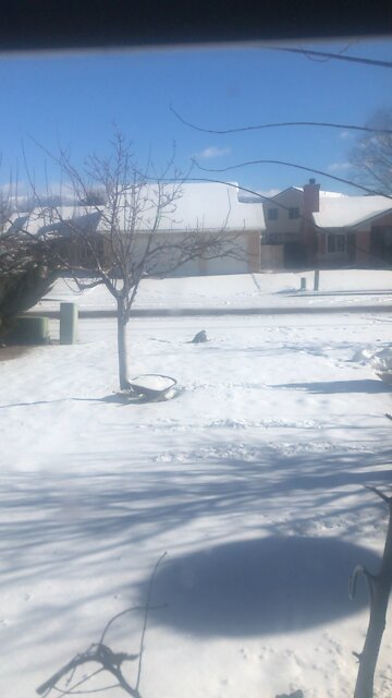 Hawk in the front yard