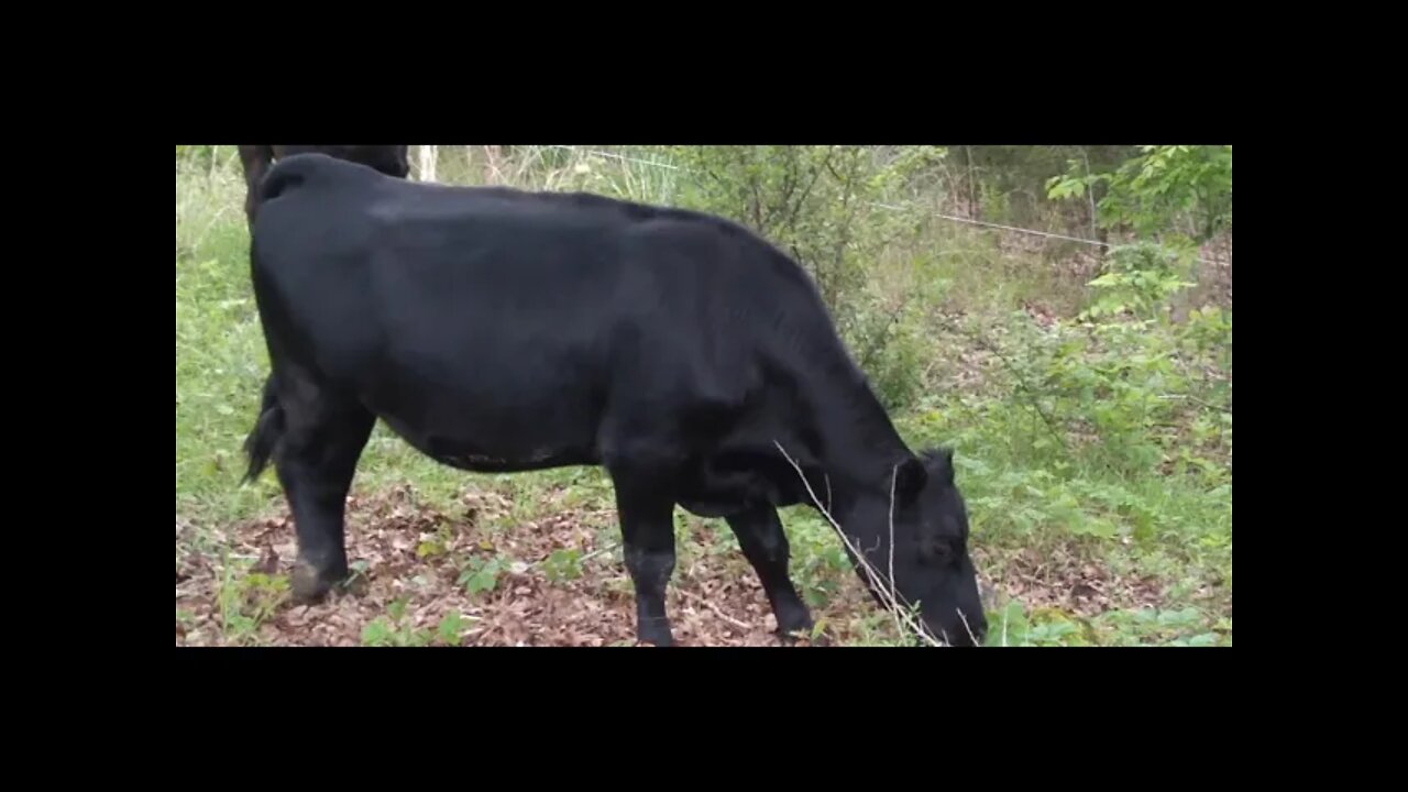 Carbon Neutral Lawnmowers