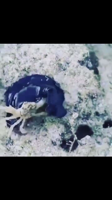 Alien?? Is it an OIL SPILL?? I don't think so... It has INTELLIGENCE to chase and eat a crab...