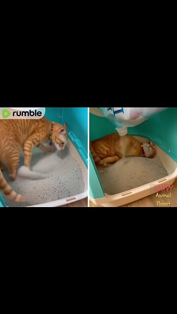 Funny and Cute Cat | He's having so much fun