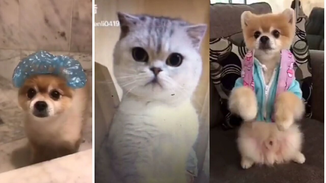 Silly cat select different beautiful Puppies