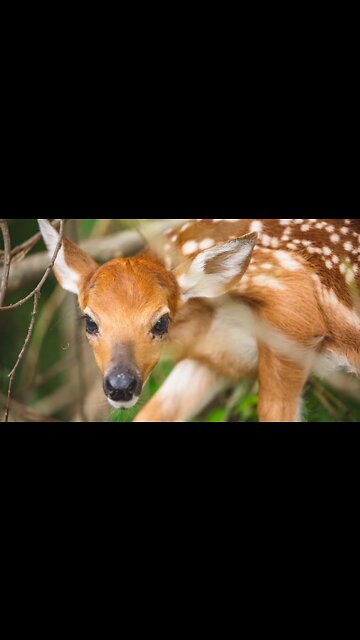 Feet Away From A NewBorn Fawn (Baby Whitetail Deer)