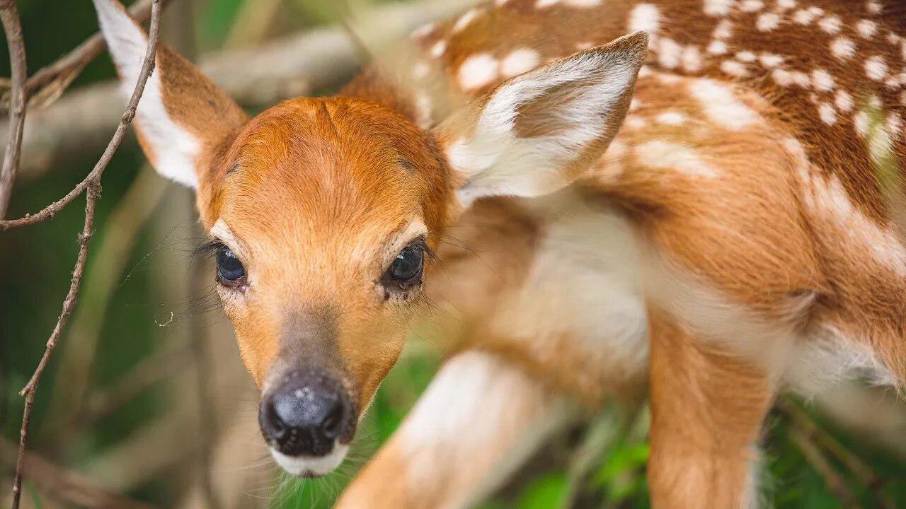 Feet Away From A NewBorn Fawn (Baby Whitetail Deer)