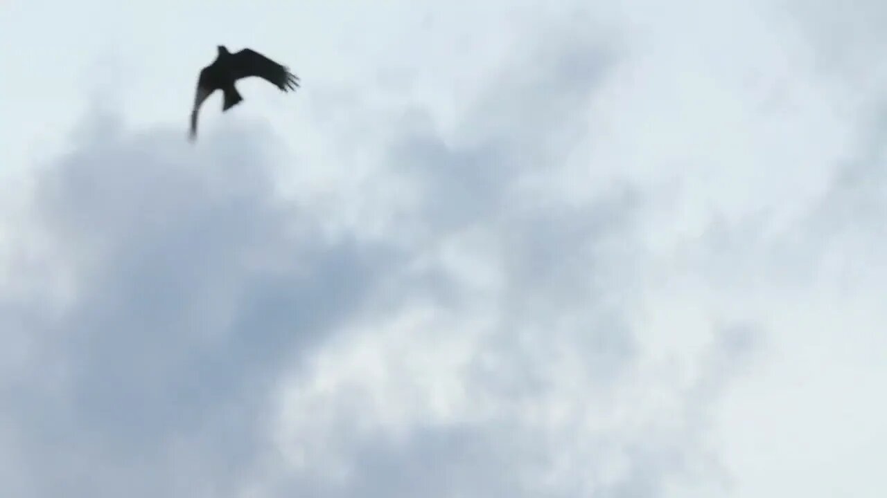 Slow motion of a black crow flying below clouds