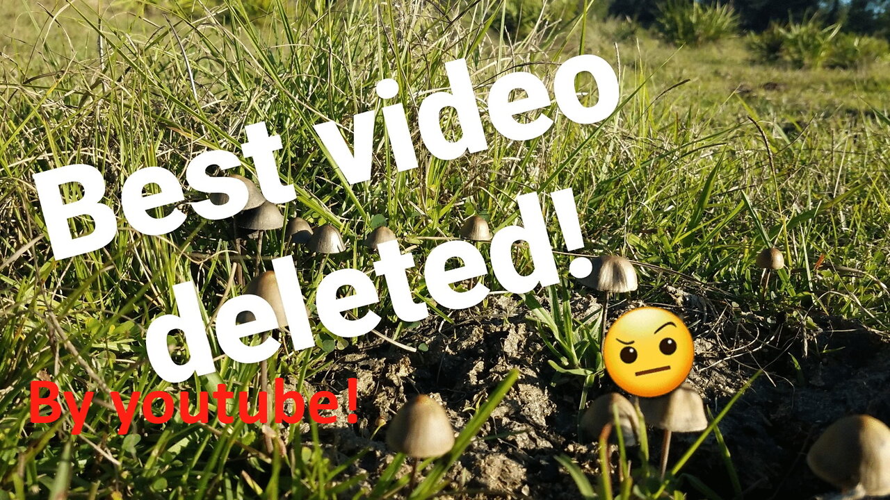 How to Identify Panaeolus Cyanescens(pan cyans)