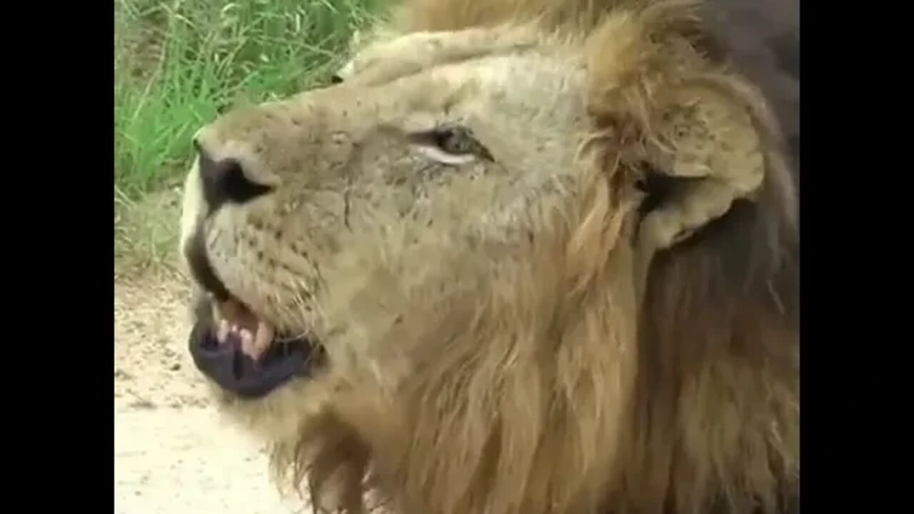 الأسد ماكولو من زمرة مابوغوس
