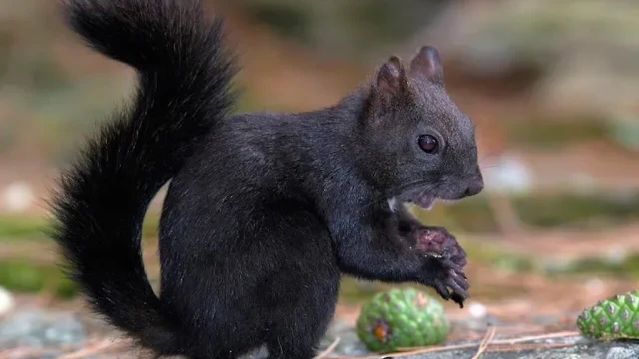 I buried a Drowned Squirrel - Couldn't find the babies